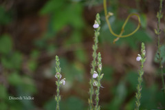 Justicia wynaadensis